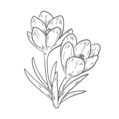 DL Krokus PM