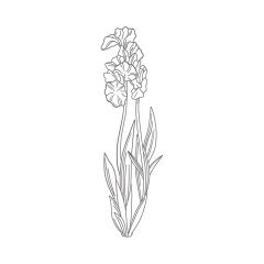 DL Iris-Schwertlilie PM