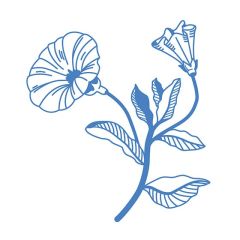 DL Blaue Prunkwinde PM