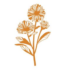 DL Ringelblume PM